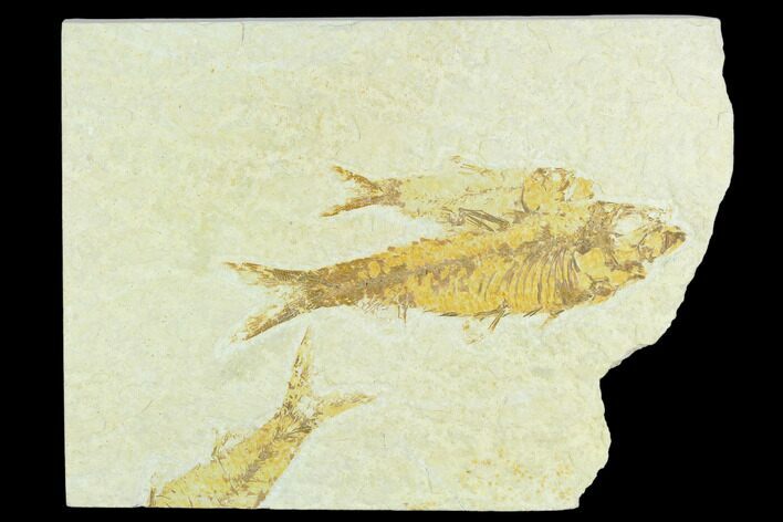 Fossil Fish (Knightia) + Friends - Green River Formation #126525